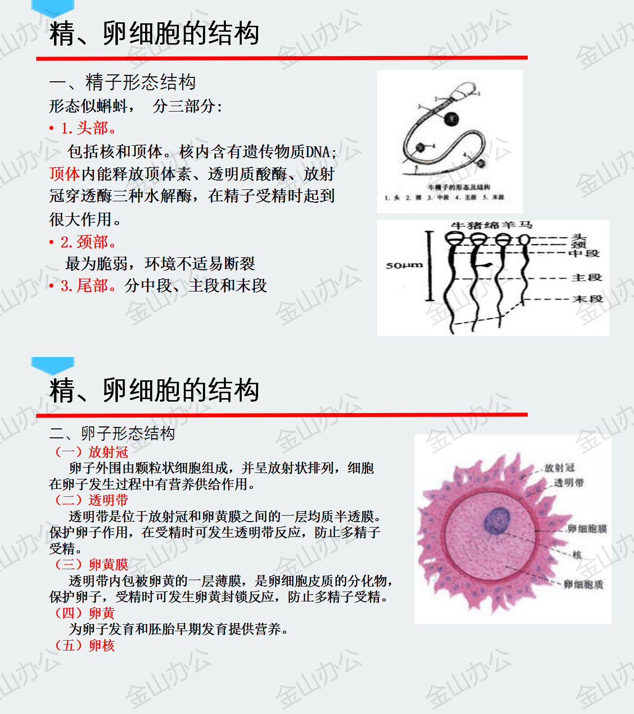 12.精😟、卵細胞的結構.png